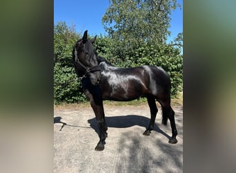 Plus de chevaux à sang chaud, Jument, 8 Ans, 168 cm, Noir