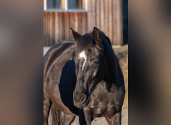 Plus de chevaux à sang chaud, Jument, 8 Ans