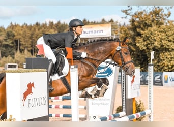 Plus de chevaux à sang chaud, Jument, 9 Ans, 160 cm, Bai
