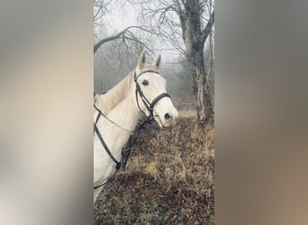 Plus de chevaux à sang chaud, Jument, 9 Ans, 160 cm, Gris