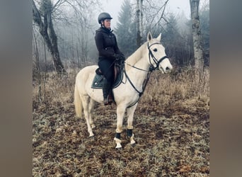 Plus de chevaux à sang chaud, Jument, 9 Ans, 160 cm, Gris