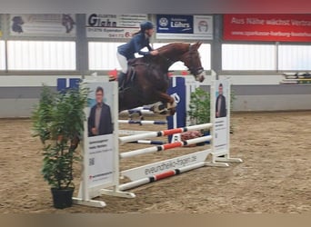 Plus de chevaux à sang chaud, Jument, 9 Ans, 168 cm, Alezan brûlé