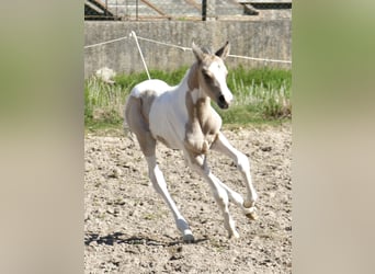 Plus de chevaux à sang chaud, Jument, , 163 cm, Pinto