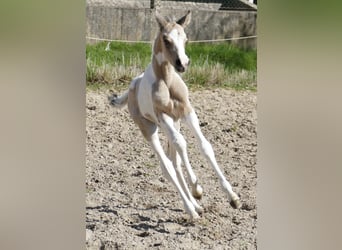 Plus de chevaux à sang chaud, Jument, , 163 cm, Pinto