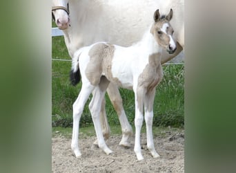Plus de chevaux à sang chaud, Jument, Poulain (03/2023), 165 cm, Pinto