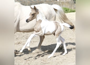 Plus de chevaux à sang chaud, Jument, Poulain (03/2023), 165 cm, Pinto