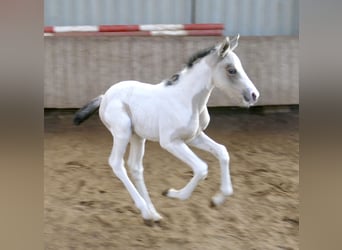 Plus de chevaux à sang chaud, Jument, Poulain (03/2026), 165 cm, Pinto