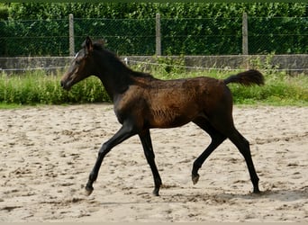 Plus de chevaux à sang chaud, Jument, Poulain (03/2023), 166 cm, Bai brun foncé