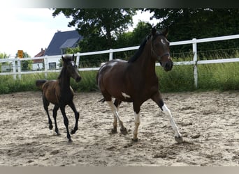 Plus de chevaux à sang chaud, Jument, Poulain (03/2023), 166 cm, Bai brun foncé