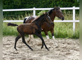 Plus de chevaux à sang chaud, Jument, Poulain (03/2023), 166 cm, Bai brun foncé