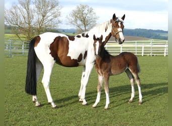 Plus de chevaux à sang chaud, Jument, Poulain (03/2026), 168 cm, Bai