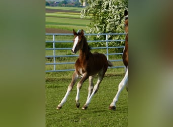 Plus de chevaux à sang chaud, Jument, Poulain (03/2026), 168 cm, Bai