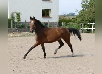 Plus de chevaux à sang chaud, Jument, Poulain (05/2024), 168 cm, Buckskin