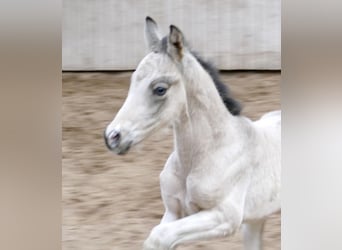 Plus de chevaux à sang chaud, Jument, Poulain (04/2026), 168 cm, Buckskin