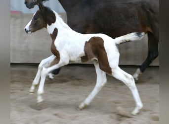 Plus de chevaux à sang chaud, Jument, , 170 cm, Pinto