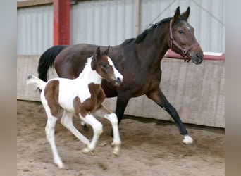 Plus de chevaux à sang chaud, Jument, , 170 cm, Pinto