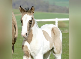 Plus de chevaux à sang chaud, Jument, Poulain (03/2026), 170 cm, Pinto