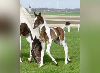 Plus de chevaux à sang chaud, Jument, Poulain (03/2024), 170 cm, Pinto
