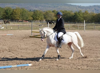 Plus de poneys/petits chevaux, Étalon, 10 Ans, 145 cm, Cremello