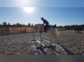 Plus de poneys/petits chevaux, Étalon, 10 Ans, 145 cm, Cremello