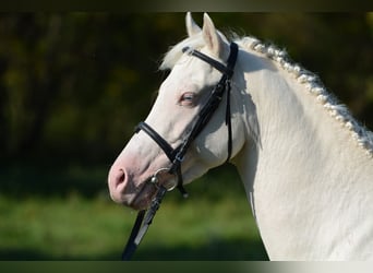 Plus de poneys/petits chevaux, Étalon, 10 Ans, 145 cm, Cremello