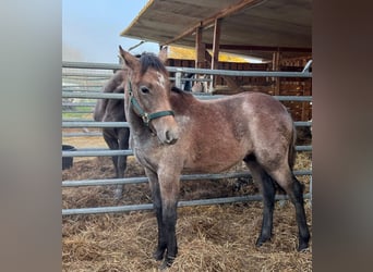 Plus de poneys/petits chevaux, Étalon, 1 Année, 145 cm, Gris pommelé