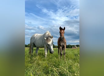 Plus de poneys/petits chevaux, Étalon, 1 Année, 145 cm, Gris pommelé