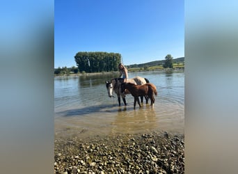 Plus de poneys/petits chevaux Croisé, Étalon, 1 Année, Alezan brûlé