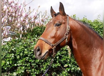 Plus de poneys/petits chevaux, Étalon, 6 Ans, 160 cm