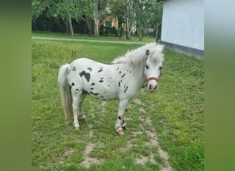 Plus de poneys/petits chevaux, Étalon, 7 Ans, 100 cm, Léopard