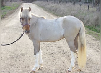 Plus de poneys/petits chevaux, Étalon, Poulain (01/2024), 114 cm, Isabelle