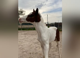 Plus de poneys/petits chevaux Croisé, Étalon, Poulain (07/2023), 145 cm, Pinto