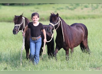 Plus de poneys/petits chevaux, Hongre, 10 Ans, 104 cm, Noir