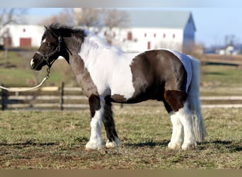 Plus de poneys/petits chevaux, Hongre, 10 Ans, 107 cm, Pinto