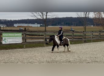 Plus de poneys/petits chevaux, Hongre, 10 Ans, 107 cm, Pinto