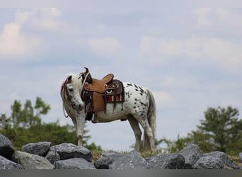 Plus de poneys/petits chevaux, Hongre, 10 Ans, 112 cm, Blanc