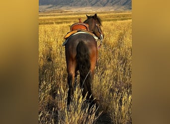 Plus de poneys/petits chevaux, Hongre, 10 Ans, 122 cm, Rouan Bleu