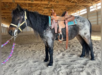 Plus de poneys/petits chevaux, Hongre, 10 Ans, 122 cm, Rouan Bleu