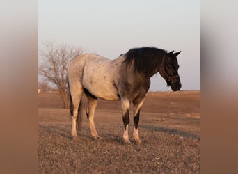 Plus de poneys/petits chevaux, Hongre, 10 Ans, 130 cm, Rouan Bleu