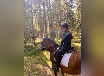 Plus de poneys/petits chevaux, Hongre, 10 Ans, 143 cm, Bai