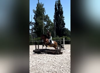 Plus de poneys/petits chevaux, Hongre, 10 Ans, 143 cm, Bai
