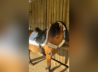 Plus de poneys/petits chevaux, Hongre, 10 Ans, 143 cm, Bai