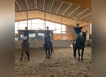 Plus de poneys/petits chevaux, Hongre, 10 Ans, 143 cm, Bai