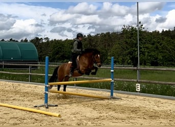 Plus de poneys/petits chevaux, Hongre, 10 Ans, 143 cm, Bai