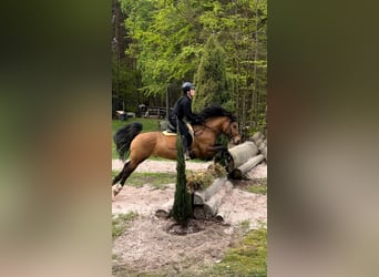 Plus de poneys/petits chevaux, Hongre, 10 Ans, 143 cm, Bai