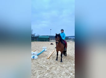 Plus de poneys/petits chevaux, Hongre, 10 Ans, 143 cm, Bai