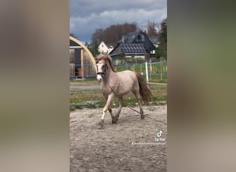 Plus de poneys/petits chevaux Croisé, Hongre, 10 Ans, 151 cm, Rouan Rouge