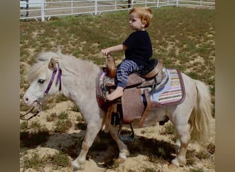 Plus de poneys/petits chevaux, Hongre, 10 Ans, 84 cm, Rouan Rouge