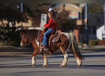 Plus de poneys/petits chevaux, Hongre, 10 Ans, 97 cm, Pinto