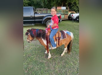 Plus de poneys/petits chevaux, Hongre, 10 Ans, 97 cm, Pinto